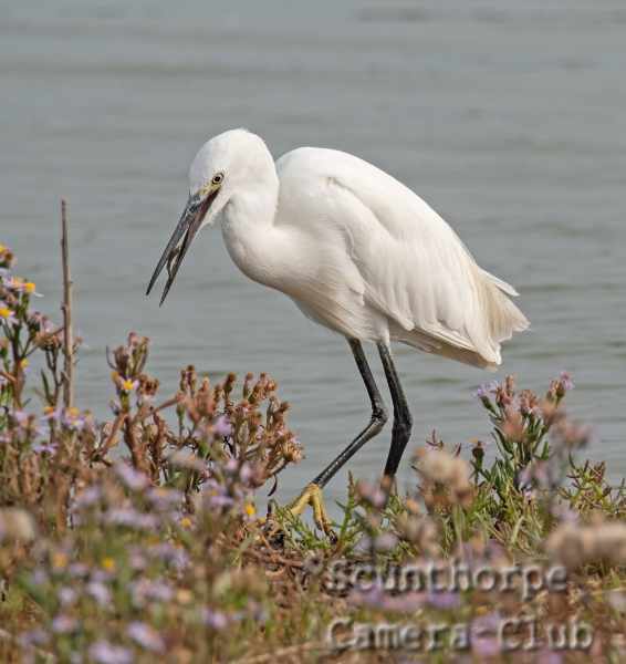 Egret with fish 